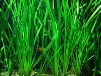 Снимка на Vallisneria spiralis, (Linne, 1753)